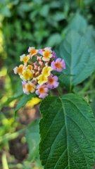 Lantana camara