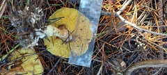 Suillus umbonatus
