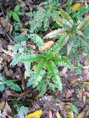 Adiantum pulverulentum