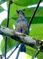 Cotinga nattererii