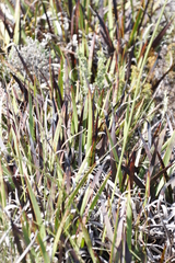 Dilatris pillansii