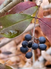 Ligustrum obtusifolium