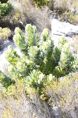 Mimetes fimbriifolius