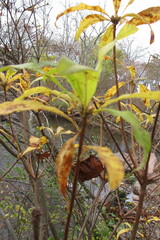 Rhododendron periclymenoides