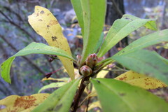 Rhododendron periclymenoides