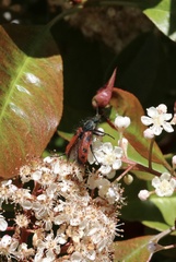 Astylus trifasciatus