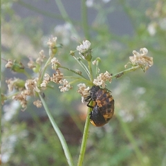 Cycloneda sanguinea