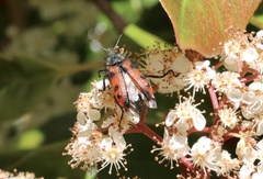 Astylus trifasciatus
