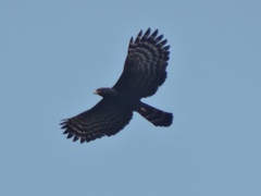 Spizaetus tyrannus