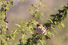 Gymnoris superciliaris