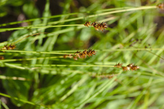 Carex elongata