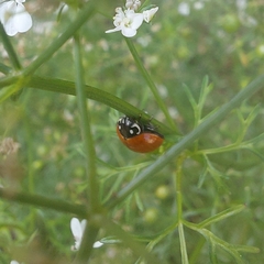 Cycloneda sanguinea