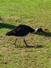 Threskiornis spinicollis
