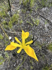 Moraea neglecta
