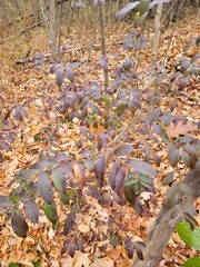 Ligustrum obtusifolium
