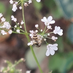 Syrphini
