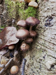 Callistosporium purpureomarginatum