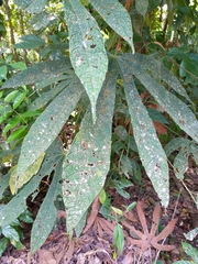 Araliaceae