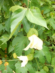 Momordica cochinchinensis