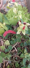 Acalypha pendula