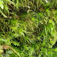 Dicranodontium denudatum