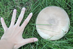 Agaricus