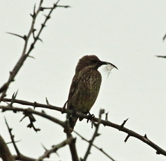 Chalcomitra senegalensis