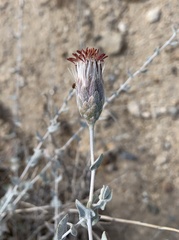 Brickellia incana