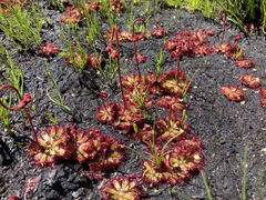 Drosera admirabilis