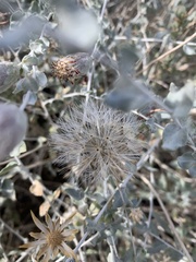 Brickellia incana