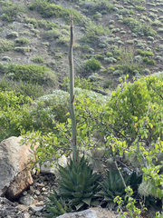 Agave margaritae