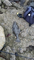 Paralichthys californicus