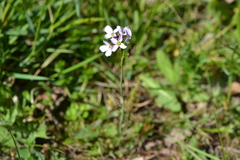 Cardamine amara