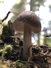 Pluteus exilis