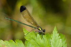 Calopteryx dimidiata