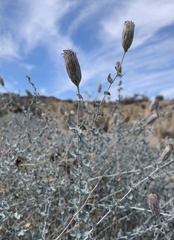 Brickellia incana