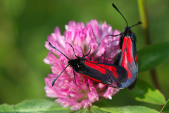 Zygaena minos