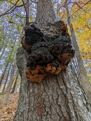 Phellinus everhartii