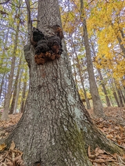Phellinus everhartii