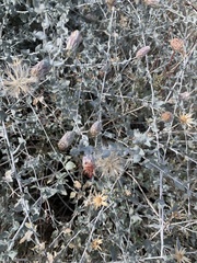 Brickellia incana