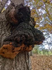 Phellinus everhartii