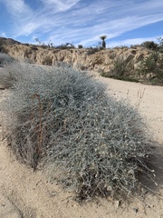 Brickellia incana