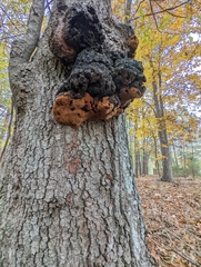 Phellinus everhartii