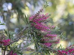 Melaleuca viminalis