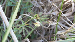 Desmanthus acuminatus