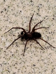 Callobius severus