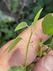 Ayenia compacta