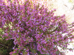 Erica intervallaris