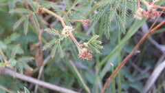 Desmanthus acuminatus
