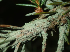 Fellhanera bouteillei